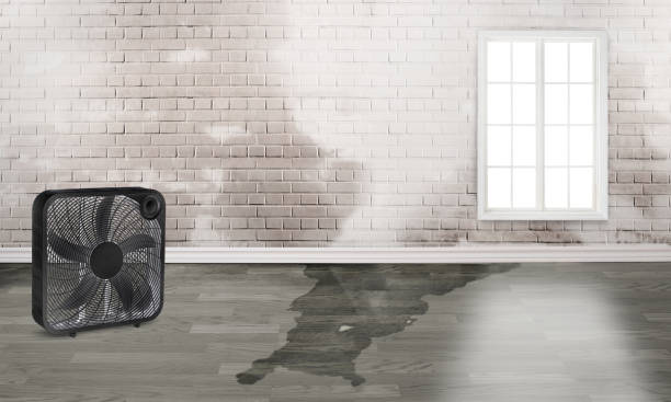 Best Water damage contractors near me  in Lakeview, CA